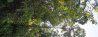 IMG_1328b-Tree Kangeroo.JPG