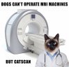 cats and MRI.jpg