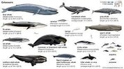 Whale | Definition, Types, & Facts | Britannica