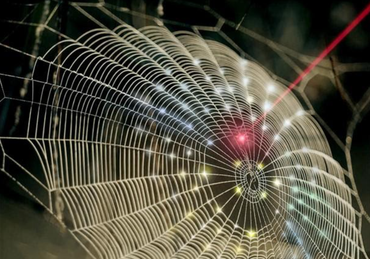 Researchers Take Inspiration From Spider Webs To Harvest Fresh