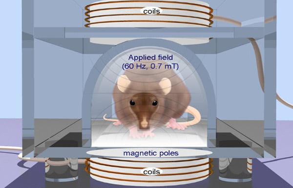 An illustration that depicts a mouse being used to test repetitive transcranial magnetic stimulation. 